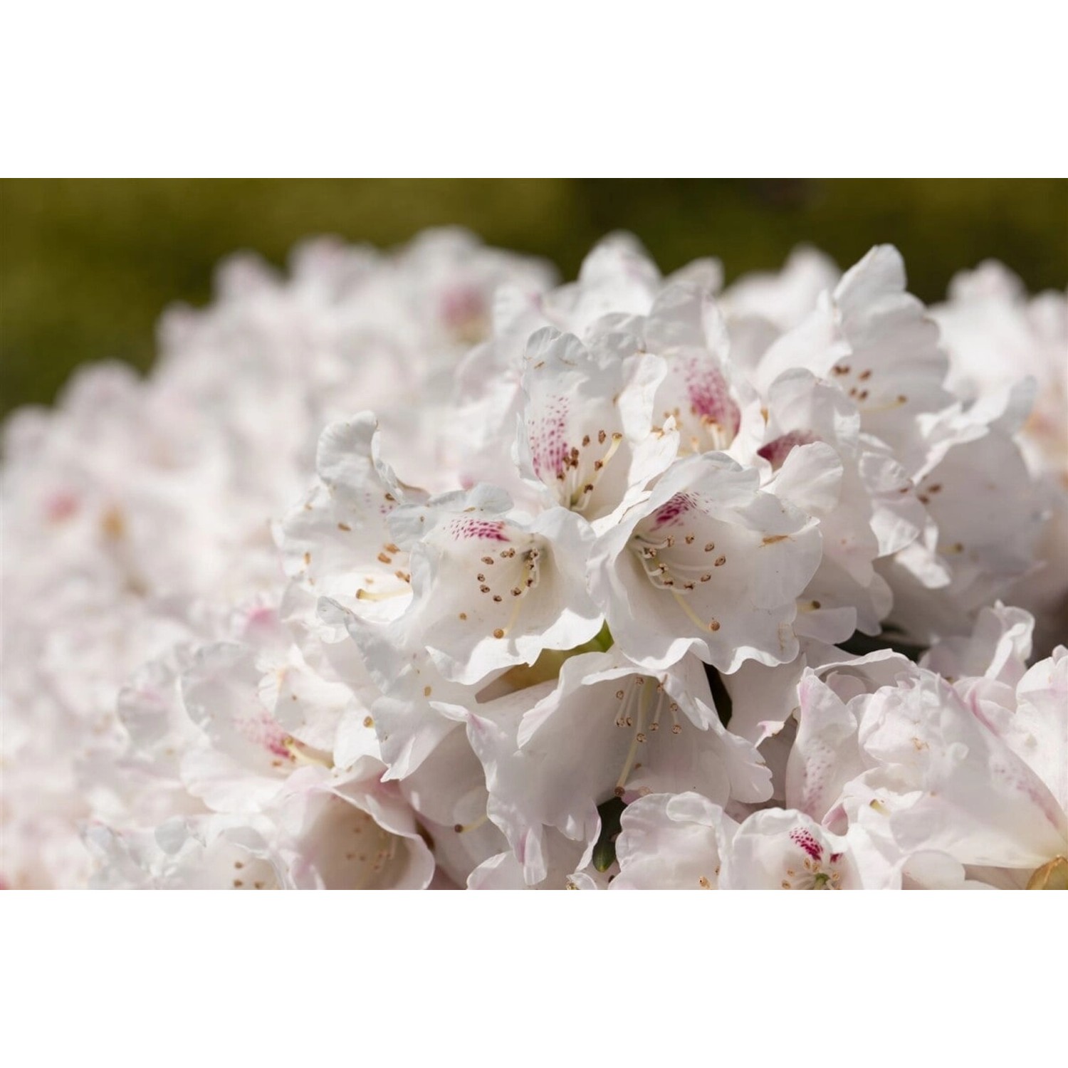 Rhododendron Blewbury Rosa Blüten 30–40 cm günstig online kaufen