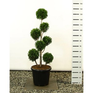 Pflanzen-Boering Thuja Martin Gartenbonsai, 140-150 cm hoch, im Topf. Winterharte Zypresse mit runder Form.