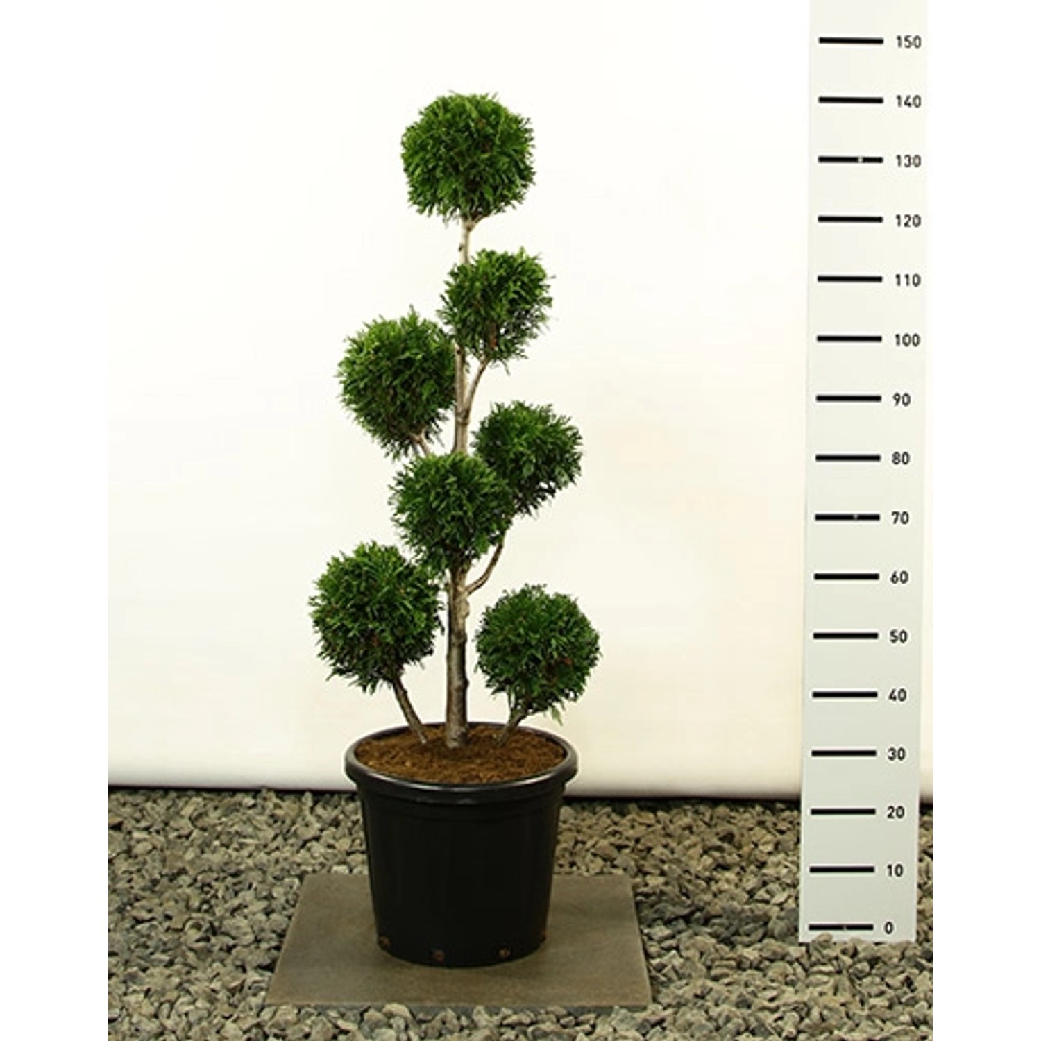 Pflanzen-Boering Thuja Martin Gartenbonsai Gesamthöhe 140-150 cm Winterhart günstig online kaufen