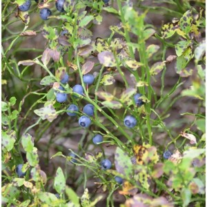 Nahaufnahme einer Wilden Heidelbeere (Vaccinium myrtillus) mit blauen Beeren und grünen Blättern.