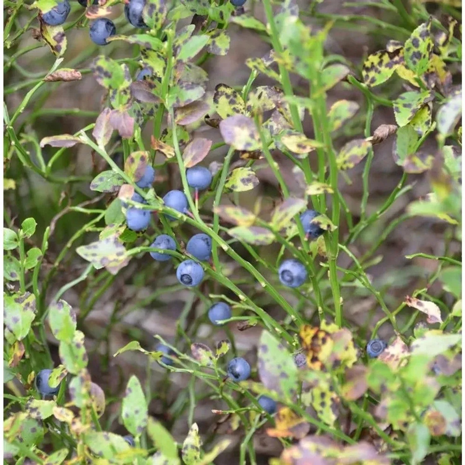 Wilde Heidelbeere 10-15cm - Vaccinium myrtillus
