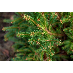 Detailaufnahme der Zwergfichte Picea Abies Pygmaea mit grünen Nadeln und kleinen Zapfen.