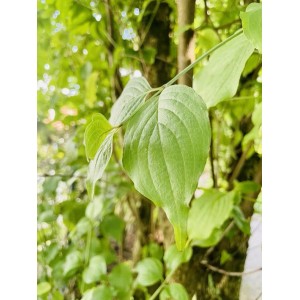Nahaufnahme eines grünen Blattes der Kornelkirsche (Cornus mas).