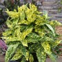 Japanische Aucube Crotonifolia, Strauch mit gelb gesprenkelten Blättern.