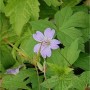 Nahaufnahme einer blasslila Blüte des Knotigen Schatten-Storchschnabels (Geranium nodosum) zwischen grünen Blättern.