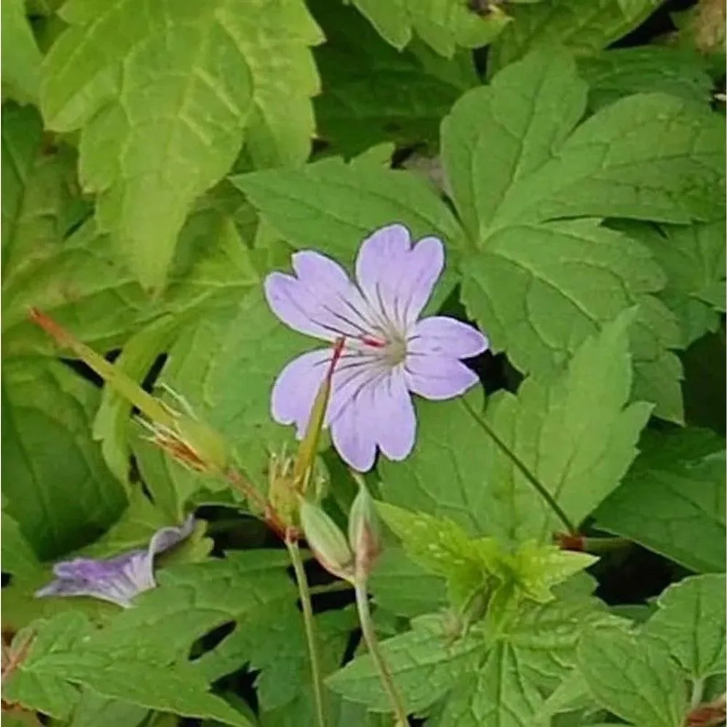 Nahaufnahme einer blasslila Blüte des Knotigen Schatten-Storchschnabels (Geranium nodosum) zwischen grünen Blättern.