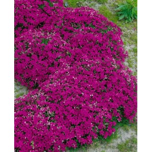 Teppichphlox 'Crackerjack' mit leuchtend pinken Blüten als Bodendecker im Garten.