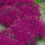 Teppichphlox 'Crackerjack' mit leuchtend pinken Blüten als Bodendecker im Garten.