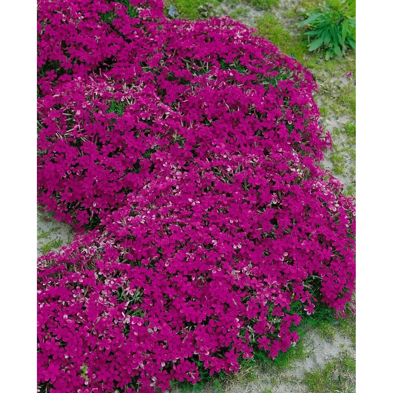 Teppichphlox 'Crackerjack' mit leuchtend pinken Blüten als Bodendecker im Garten.