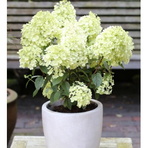 Rispenhortensie Bobo im Topf, weiße Blütenstände, ca. 25-30cm hoch.
