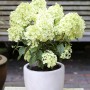 Rispenhortensie Bobo im Topf, weiße Blütenstände, ca. 25-30cm hoch.