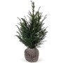 Eibe (Taxus baccata) im Set, ca. 80-100 cm hoch, als Ballenware für Hecken.
