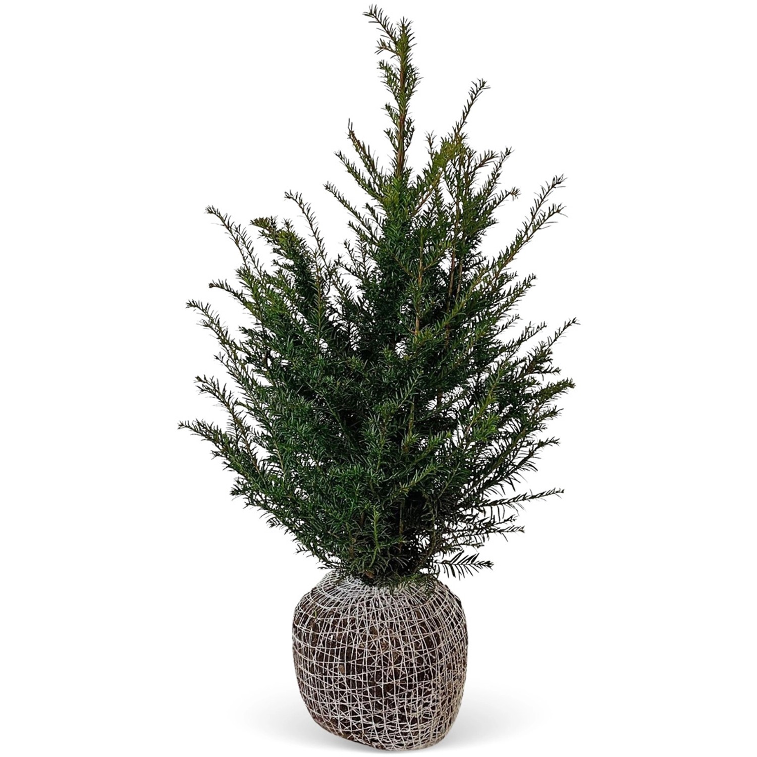 Eibe Set à 30 Stück Höhe ca. 80 - 100 cm Ballenware Taxus baccata günstig online kaufen