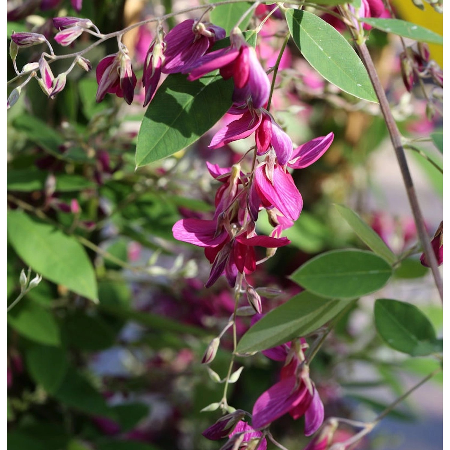 Buschklee 30-40cm - Lespedeza thunbergii günstig online kaufen