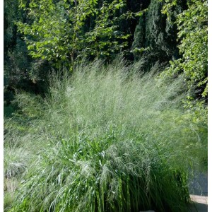 Riesen Pfeifengras Transparent - großer Topf - Molinia arundinacea