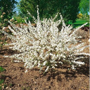 Mandelbäumchen Prunus Glandulosa mit weißen Blüten, 40-60 cm hoch.