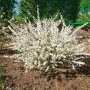 Mandelbäumchen Prunus Glandulosa mit weißen Blüten, 40-60 cm hoch.