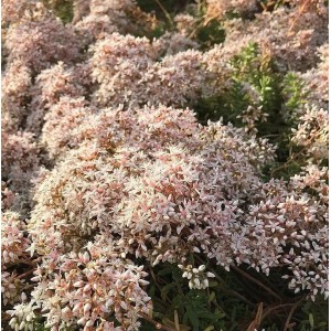 Nahaufnahme des blühenden, niedrigen weißen Mauerpfeffers 'Coral Carpet'.