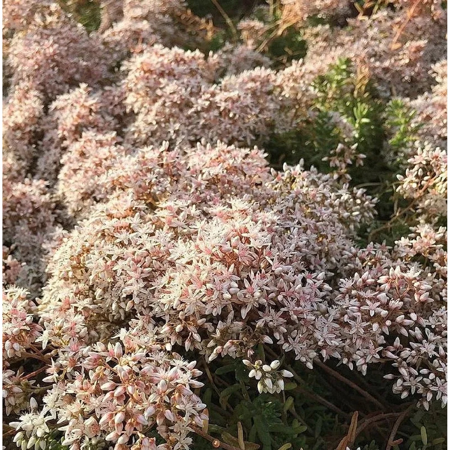 Niedriger Weißer Mauerpfeffer Coral Carpet - Sedum album