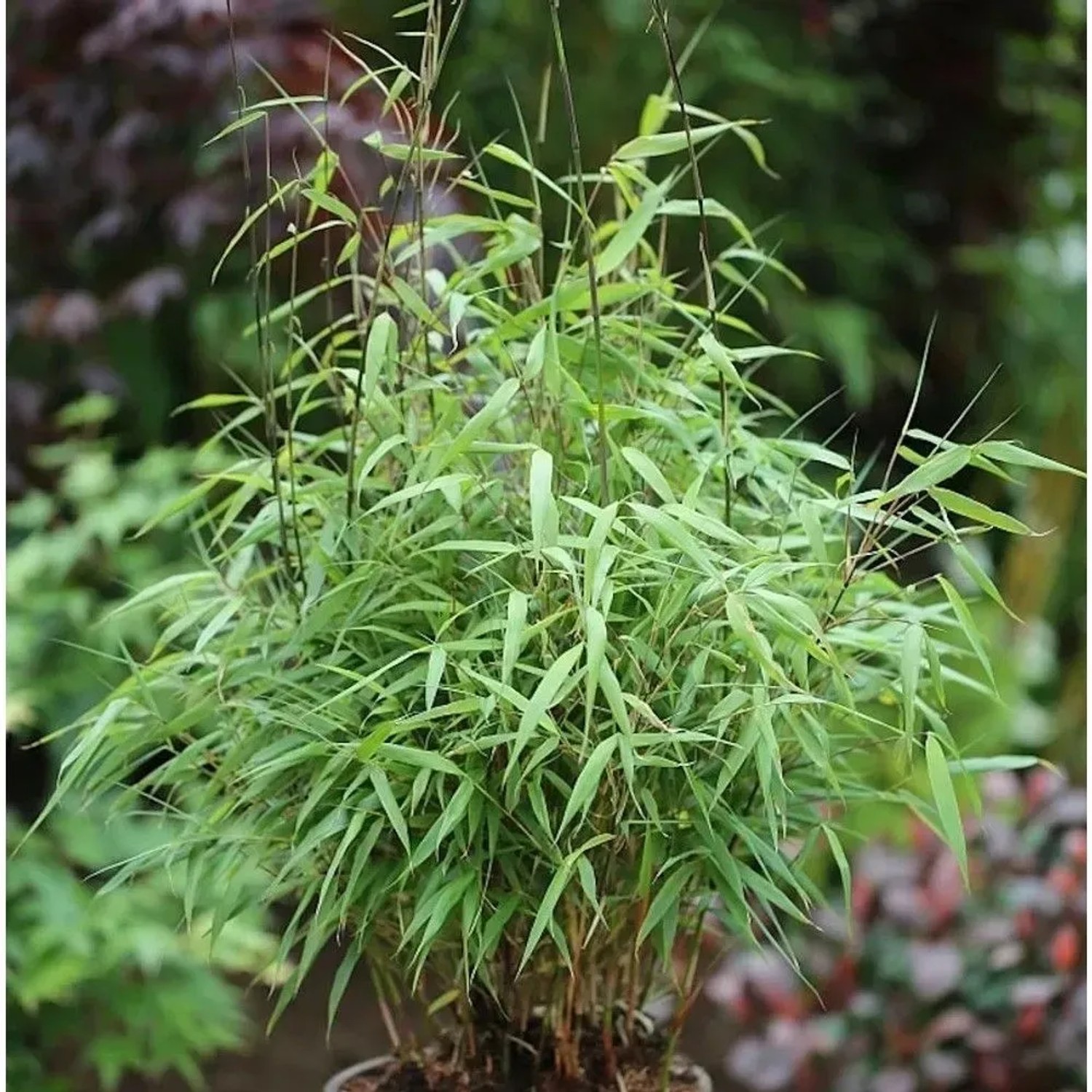 Gartenbambus Asian Wonder 125-150cm - Fargesia Scabrida
