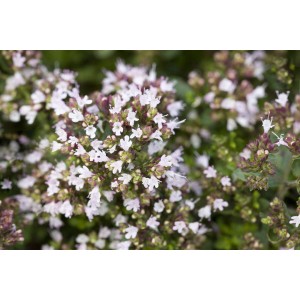 Kompakter Oregano (Origanum Vulgare Compactum) im Topf mit zarten rosa Blüten.