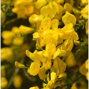 Gelb blühender Skorpion Ginster (Genista scorpius), Detailaufnahme der Blüten.