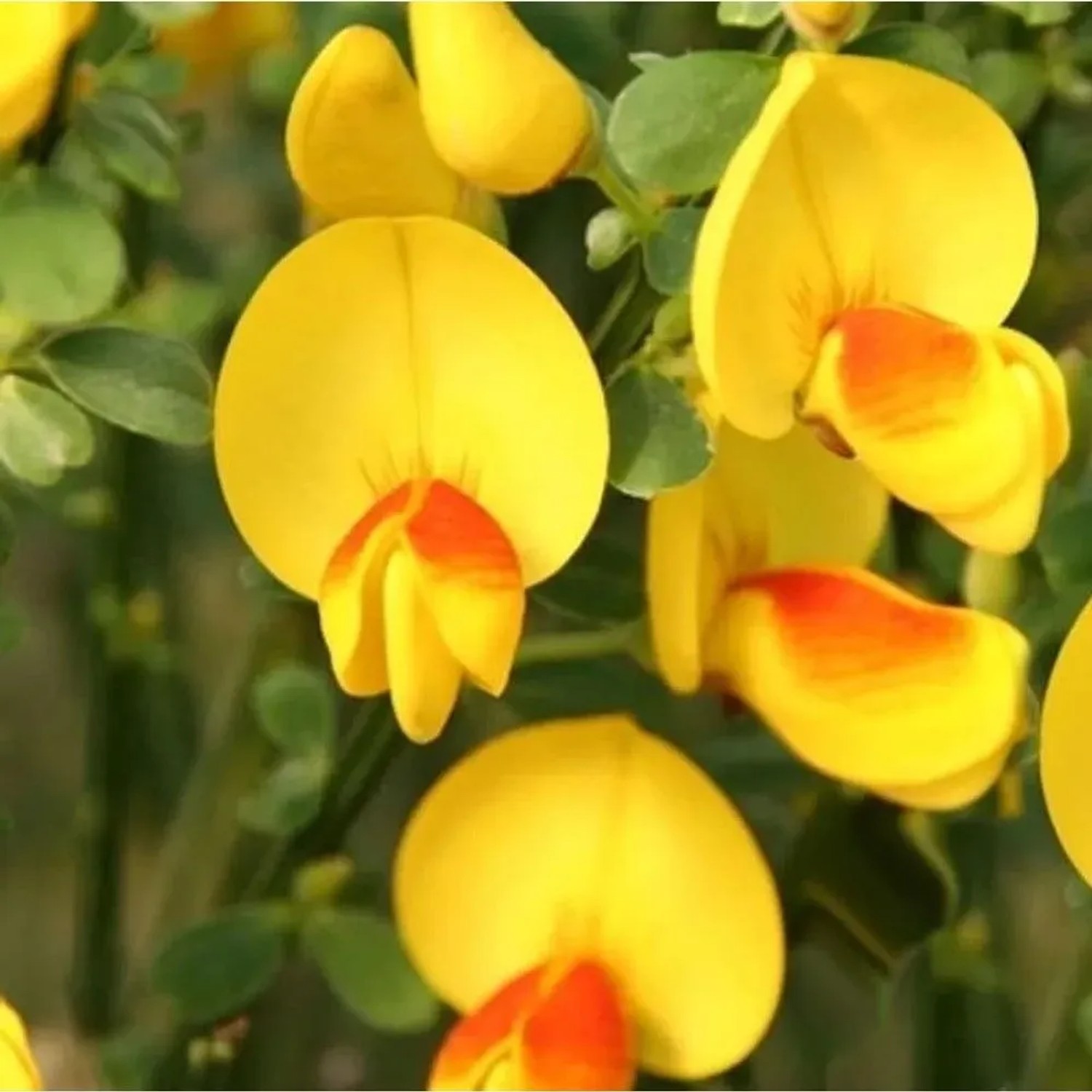 Schmuckginster Jessica 40-60cm - Cytisus scoparius