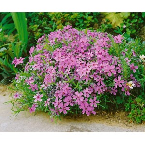 Rosa Teppichphlox 'Moerheimii' im 9x9 cm Topf, blühender Bodendecker.