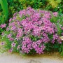 Rosa Teppichphlox 'Moerheimii' im 9x9 cm Topf, blühender Bodendecker.
