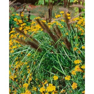Pennisetum 'Red Head' Lampenputzergras mit roten Blütenähren im Gartenbeet.