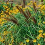 Pennisetum 'Red Head' Lampenputzergras mit roten Blütenähren im Gartenbeet.