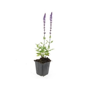 Ziersalbei 'Caradonna' im 9cm Topf: Steppensalbei mit violetten Blütenkerzen, ideal als Bodendecker.
