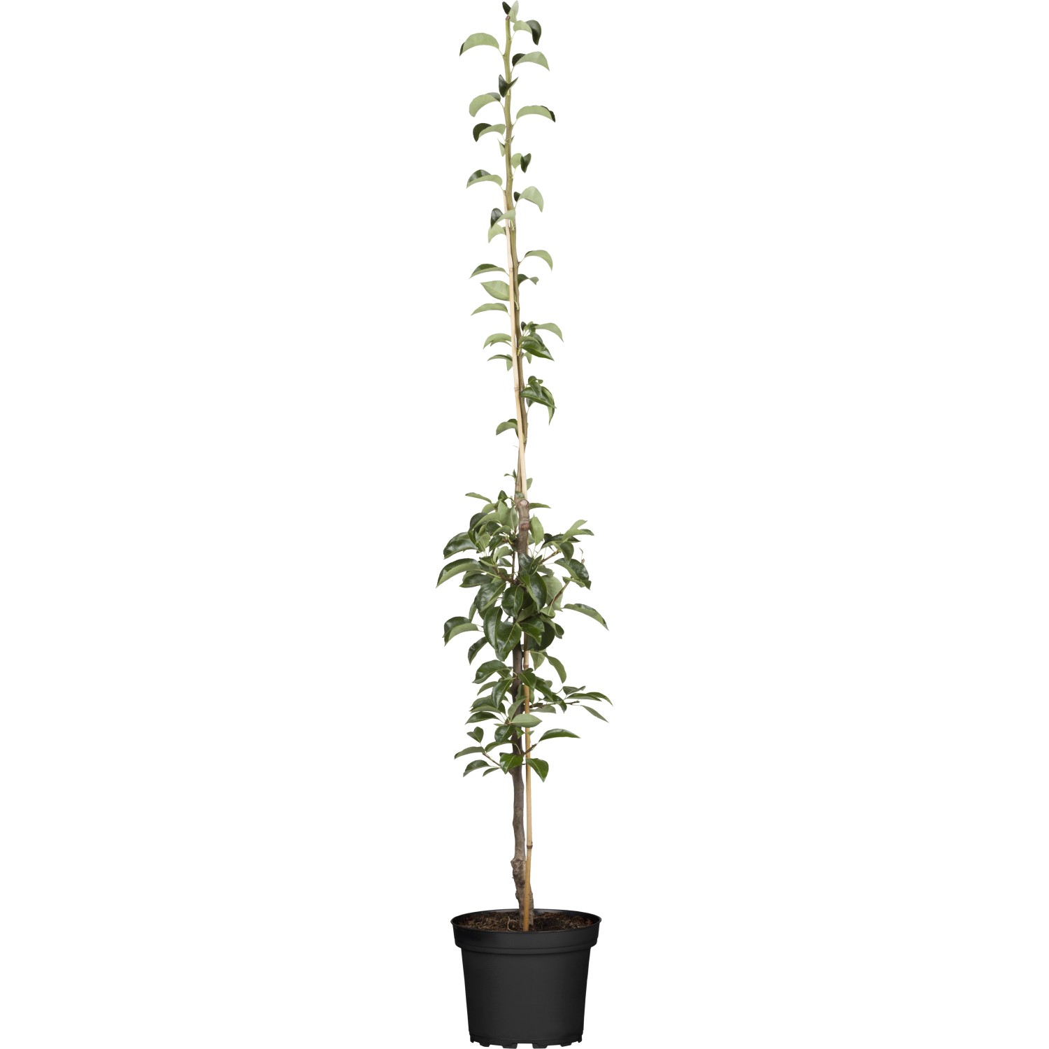 GROW by OBI Bio Säulenbirne Gelb/Rot ca. 40-60 cm Topf ca. 7,5 l Pyrus comm günstig online kaufen