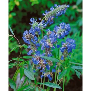 Blühender Sumpf-Salbei (Salvia uliginosa) im 9x9 cm Topf mit leuchtend blauen Blüten.