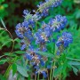 Blühender Sumpf-Salbei (Salvia uliginosa) im 9x9 cm Topf mit leuchtend blauen Blüten.