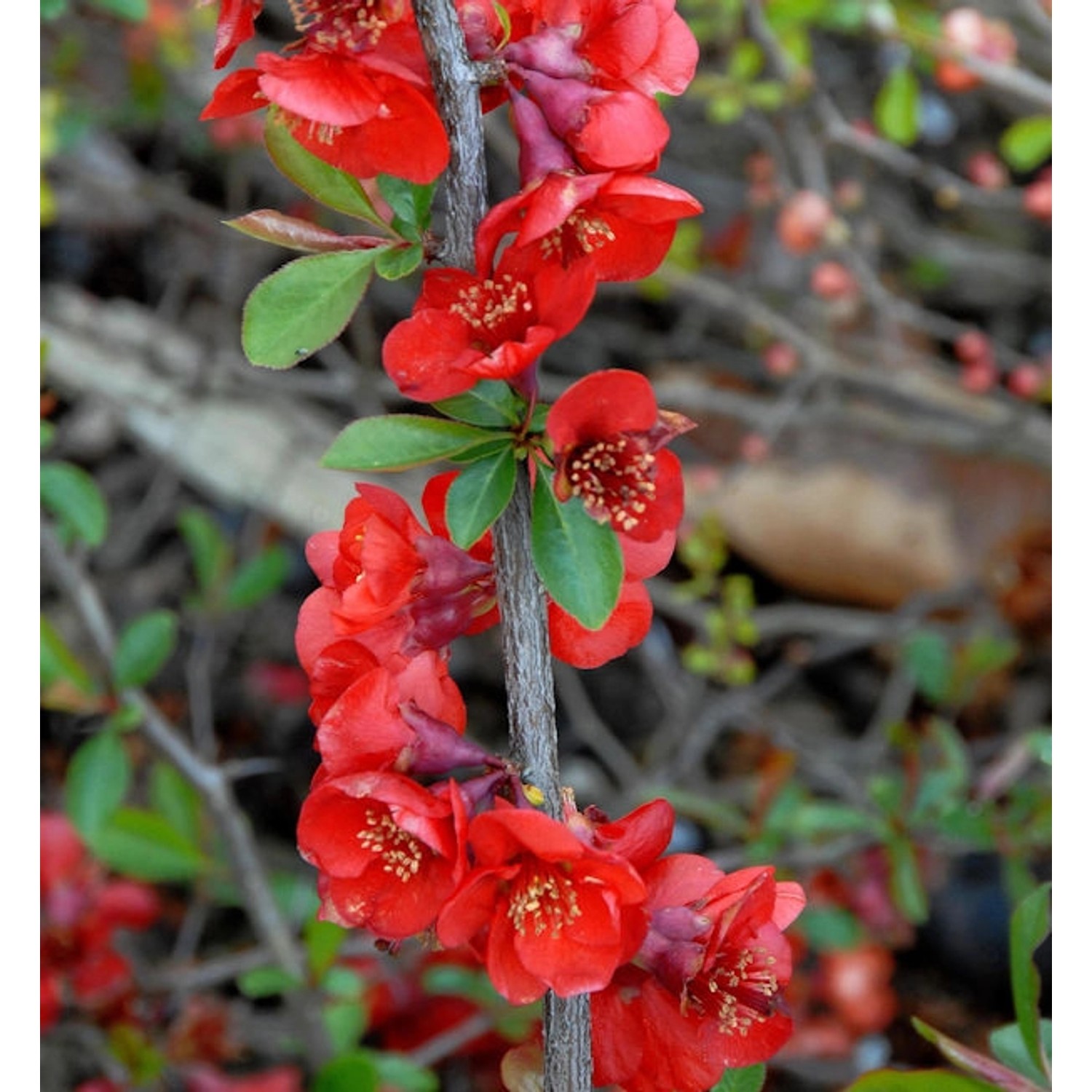 Hochstamm Zierquitte Nicoline 80-100cm - Chaenomeles günstig online kaufen