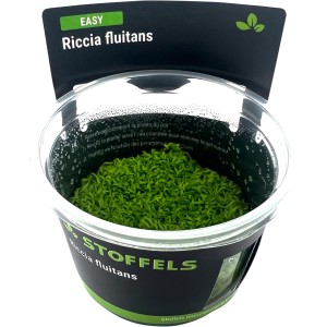 Stoffels Aquariumpflanze Riccia fluitans im Topf, hellgrüne Farbe.