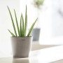 Ecopots Amsterdam Mini Pflanztopf in Taupe, 17 cm, mit Aloe Vera Pflanze.