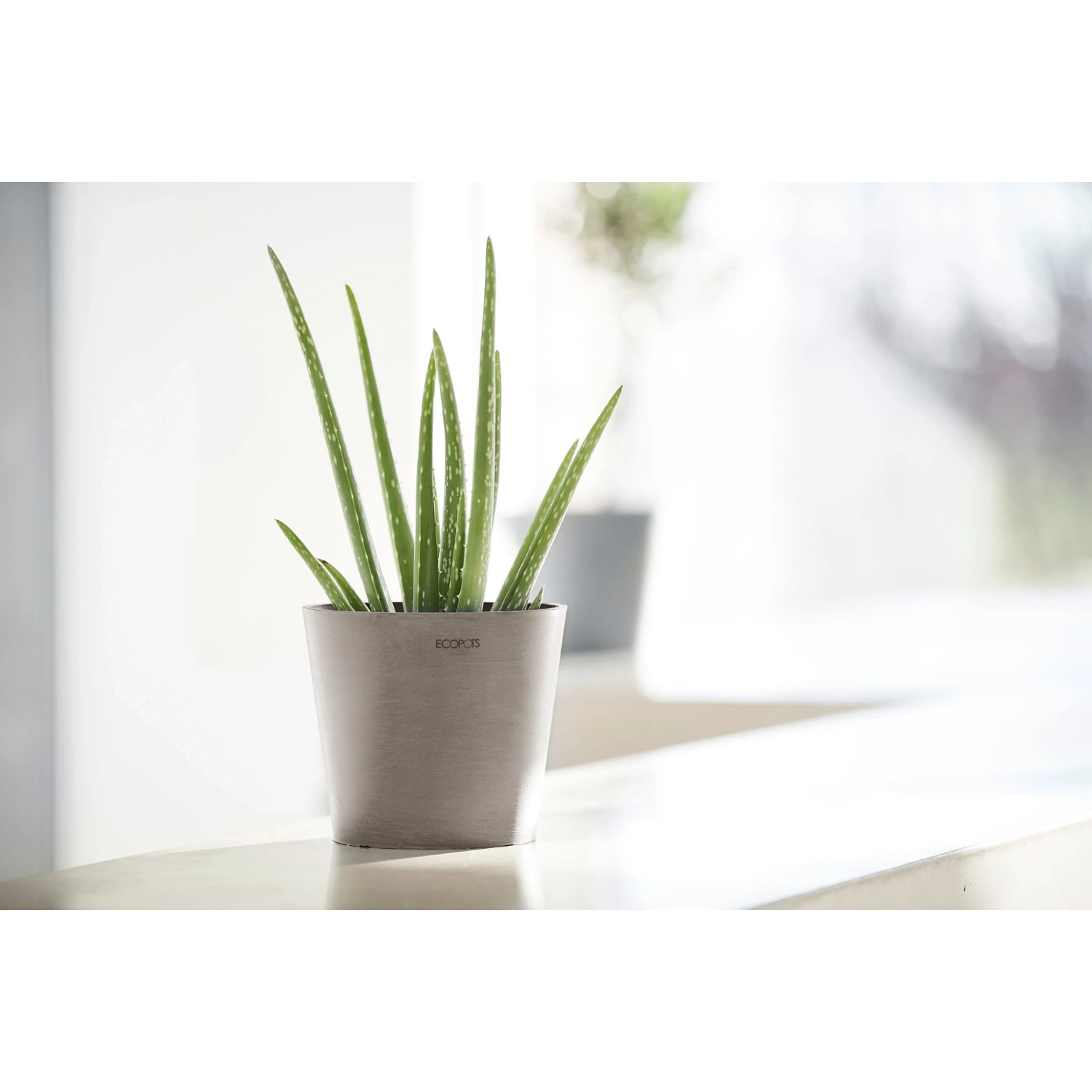 Ecopots Amsterdam Mini Pflanztopf in Taupe, 17 cm, mit Aloe Vera Pflanze.