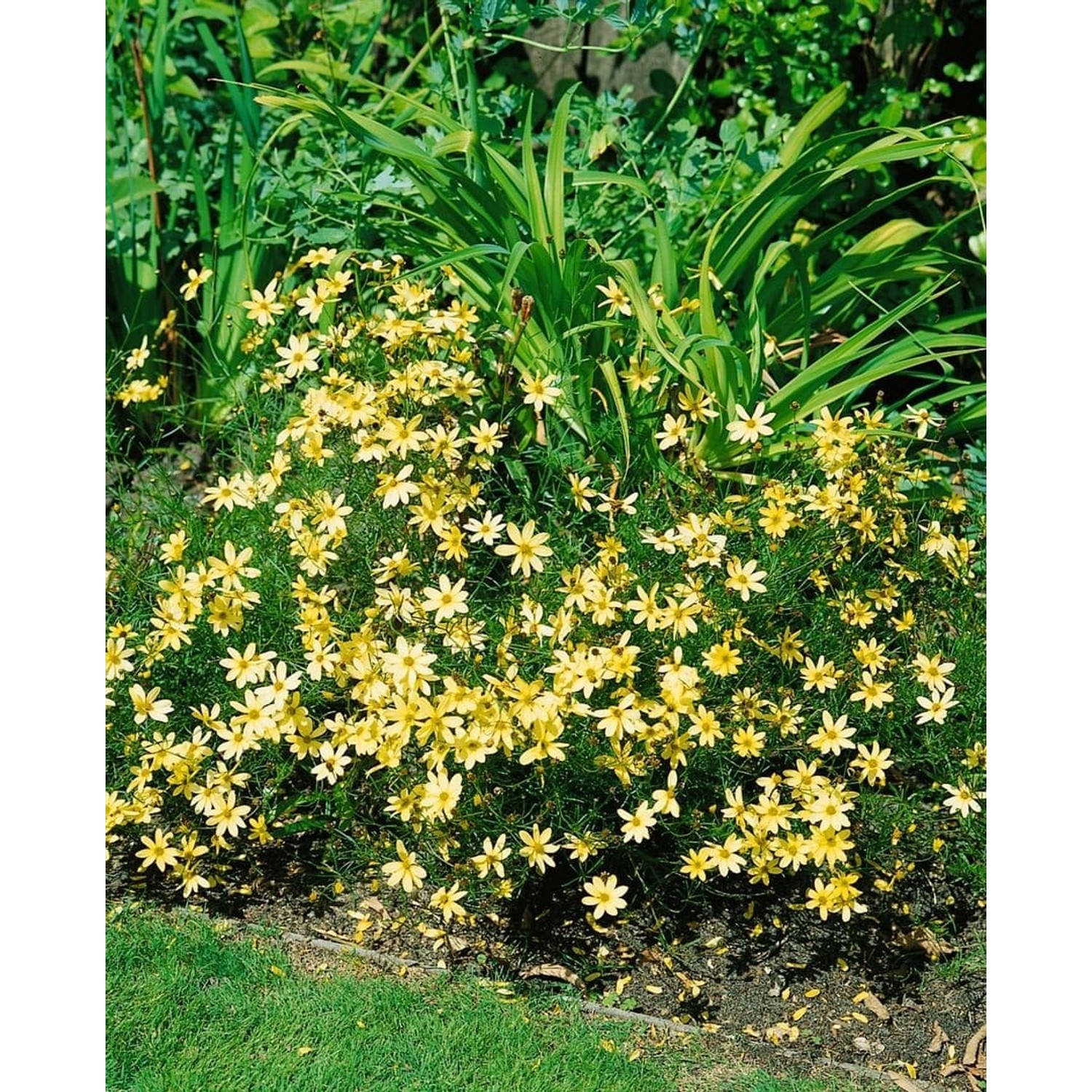 Coreopsis Verticillata Moonbeam Mädchenauge Ca. 9x9 cm Topf günstig online kaufen