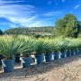 Sunny-Tree Mediterrane Yucca Rostrata Blue Blue Palmlilie Winterharte Pflanze bis -20°C Ideal für Garten & Terrasse_4