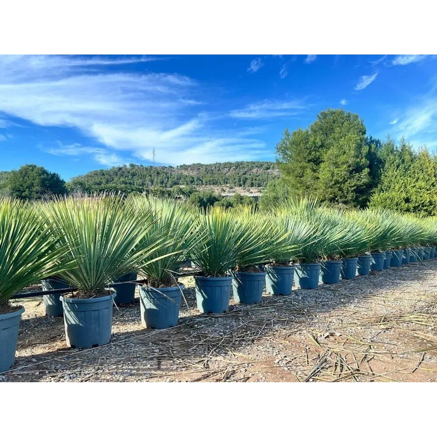 Sunny-Tree Mediterrane Yucca Rostrata Blue Blue Palmlilie Winterharte Pflanze bis -20°C Ideal für Garten & Terrasse_4
