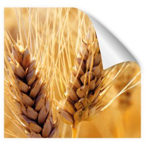 Küchenrückwandfolie Myspotti Korn, selbstklebend, 280x60 cm, Detailaufnahme von Getreideähren.