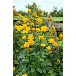 Garten Sonnenblume 'Soleil D'or' mit leuchtend gelben Blüten im Topf, vor Holzzaun.