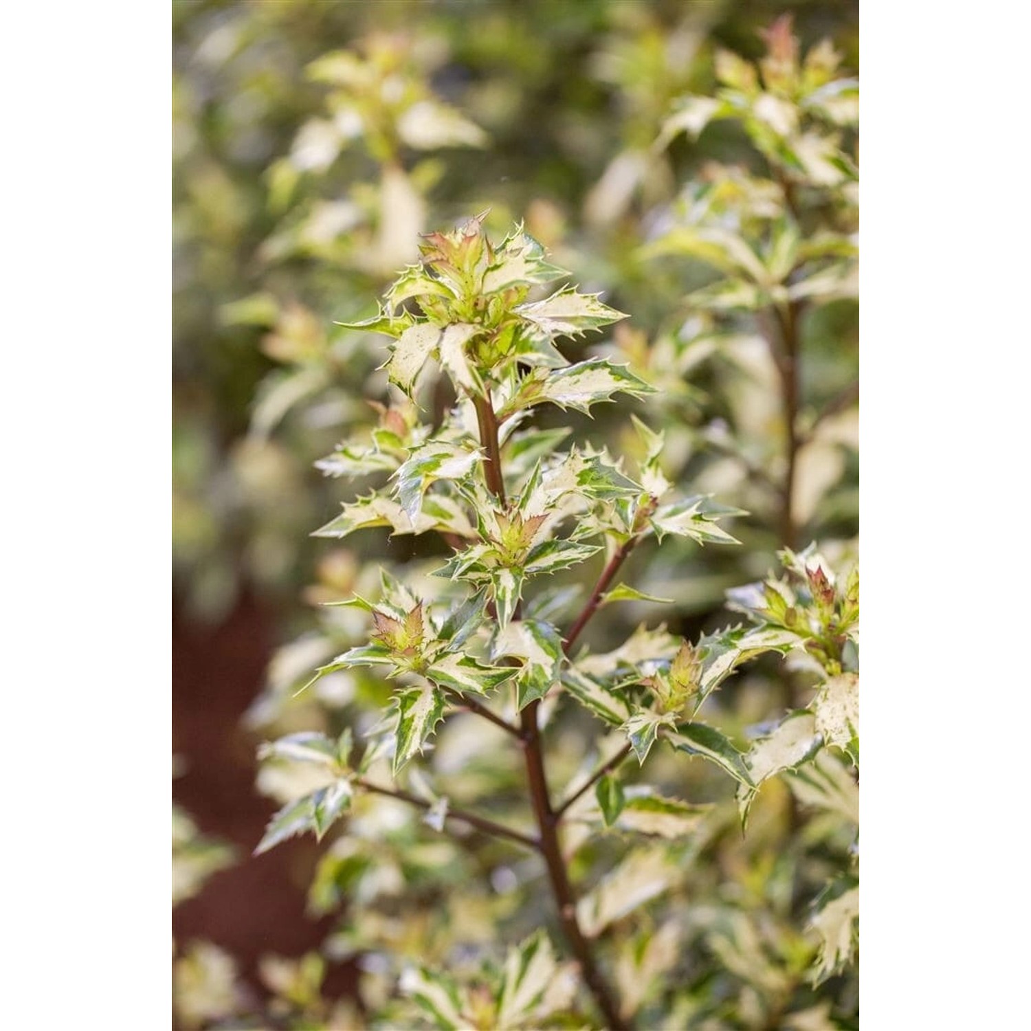 Ilex Aquifolium White Cream Stechpalme Grün-Weiß 50 cm Stammhöhe günstig online kaufen