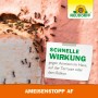Ameisenbefall an Hauswand mit Neudorff Ameisen-Stopp AF. Schnelle Wirkung gegen Ameisen.
