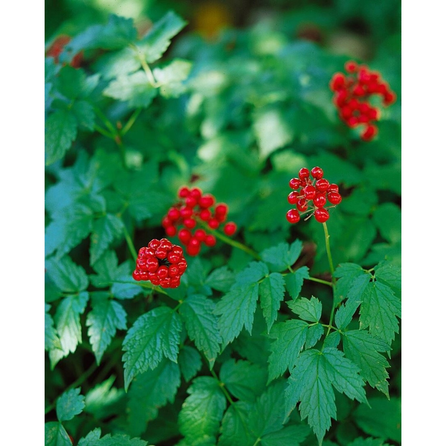 Actaea Rubra Rote Silberkerze Ca. 11x11 cm Topf günstig online kaufen