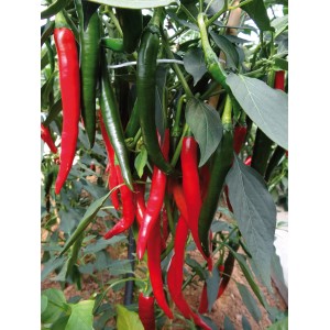 Scharfe, rote und grüne Peperoni (Capsicum annuum) der Sorte Grow by OBI im Topf.