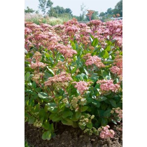 Rosa blühende Sedum Telephium 'Joyce Henderson' (Fetthenne) im 9x9 cm Topf.