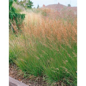 Moorgras 'Heidezwerg' im Garten: Kompaktes Ziergras mit filigranen, braunen Blütenrispen.